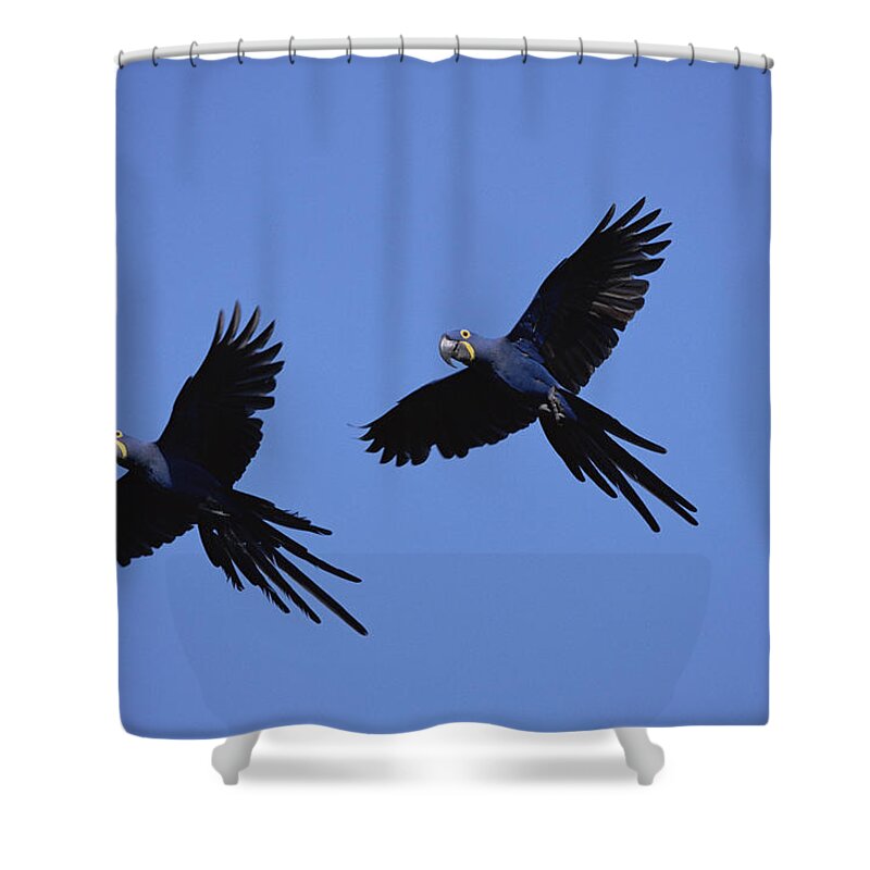 Mp Shower Curtain featuring the photograph Hyacinth Macaw Anodorhynchus #1 by Konrad Wothe