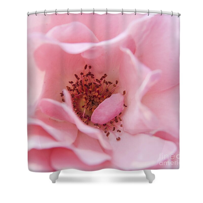 Rose Shower Curtain featuring the photograph Inner Beauty by Jeannette Hunt