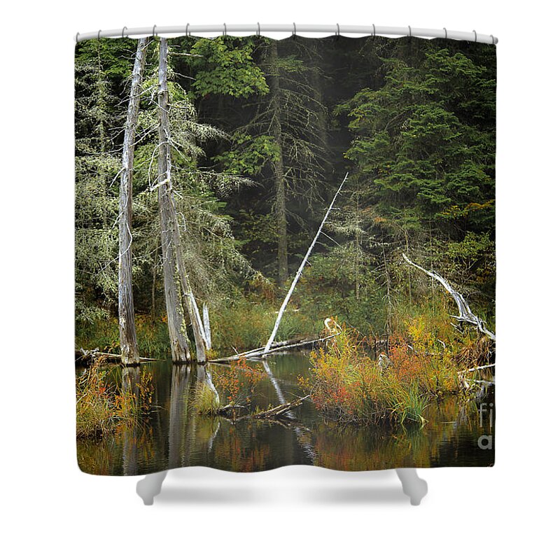 Foggy Shower Curtain featuring the photograph Into the Fog by Brenda Giasson