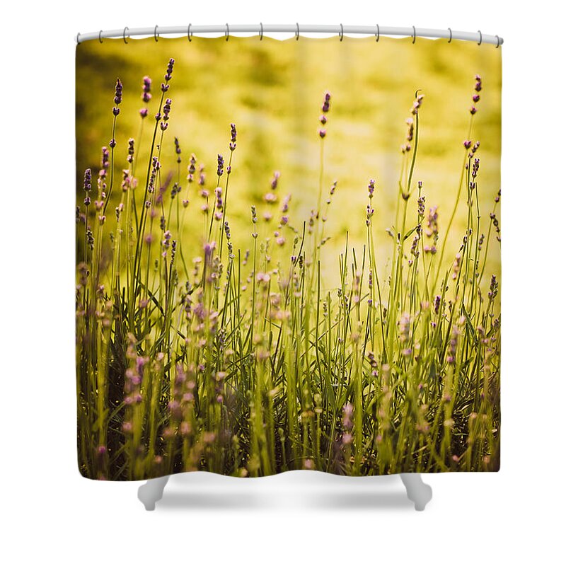 Lavender Flower Shower Curtain featuring the photograph Lavender Gold by Sara Frank