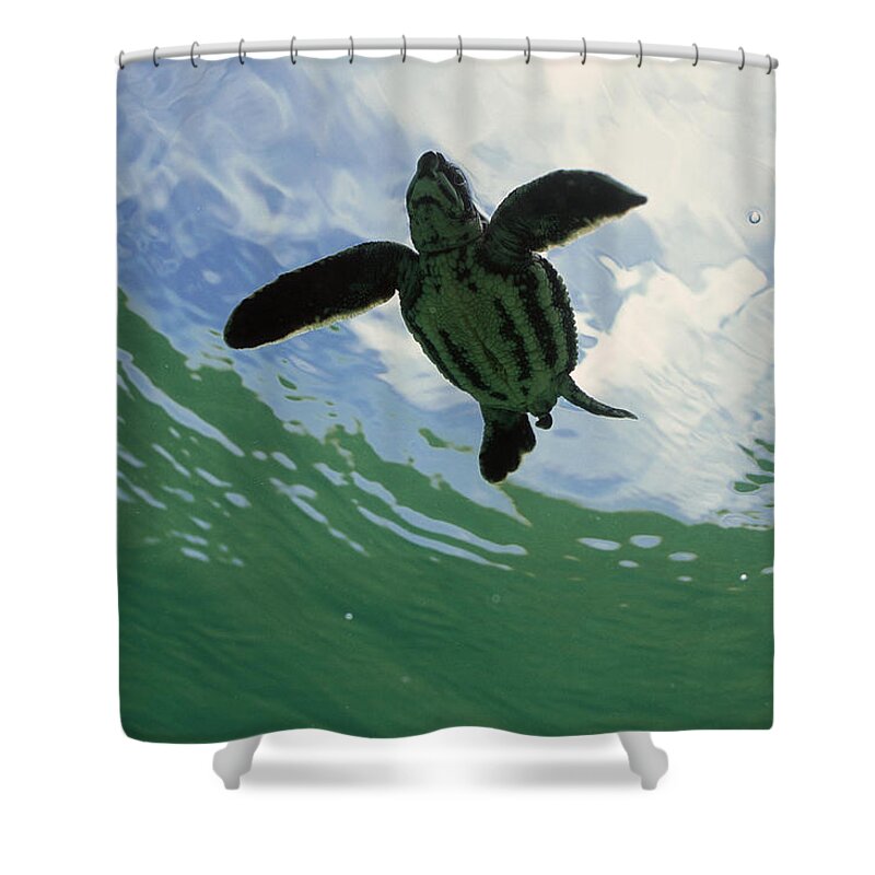 Mp Shower Curtain featuring the photograph Leatherback Sea Turtle Dermochelys #1 by Mike Parry