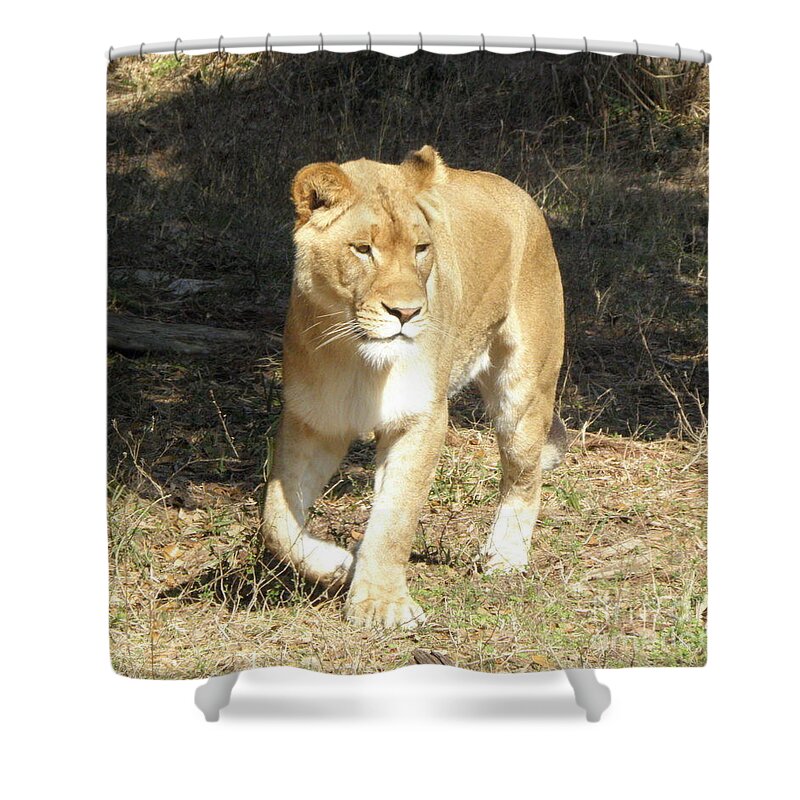 Lioness Shower Curtain featuring the photograph Lioness #1 by Kim Galluzzo