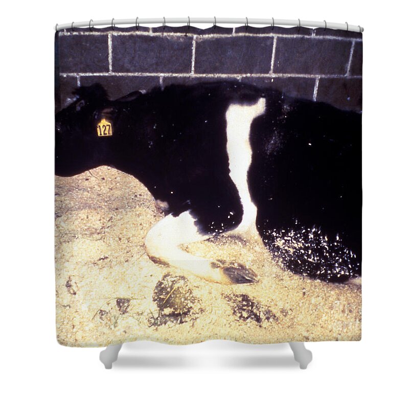Mad Cow Disease Shower Curtain featuring the photograph Mad Cow Disease #1 by Science Source