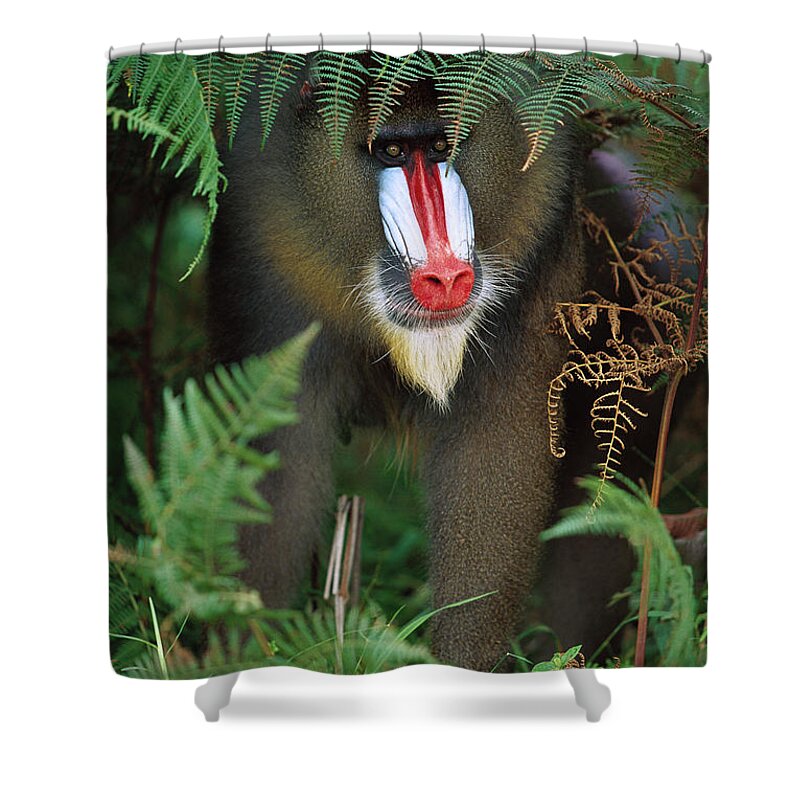 Mp Shower Curtain featuring the photograph Mandrill Mandrillus Sphinx Adult Male #1 by Cyril Ruoso