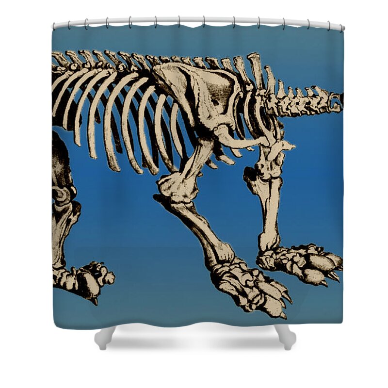 History Shower Curtain featuring the photograph Megatherium Extinct Ground Sloth #4 by Science Source