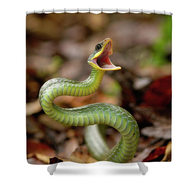 Mp Shower Curtain featuring the photograph Mountain Sipo Chironius Monticola #1 by Pete Oxford
