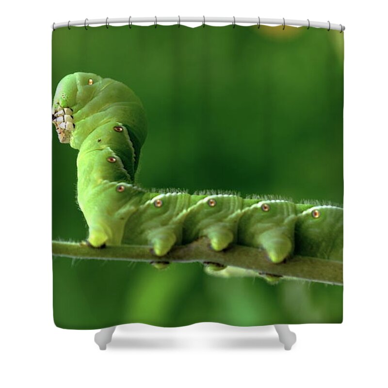 Color Photography Shower Curtain featuring the photograph Munch A Bunch #1 by Sue Stefanowicz