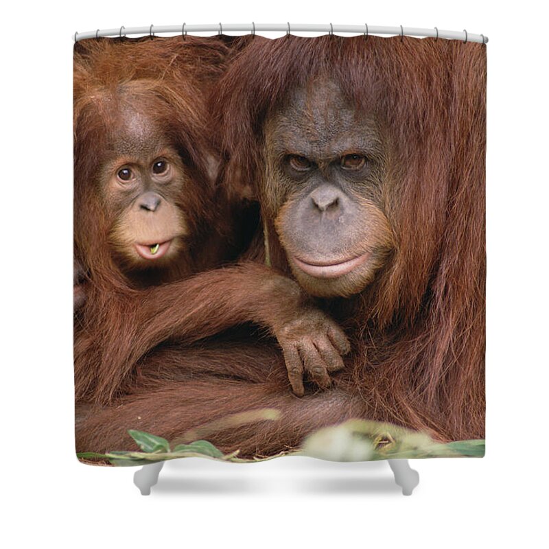 Mp Shower Curtain featuring the photograph Orangutan Pongo Pygmaeus Mother by Gerry Ellis