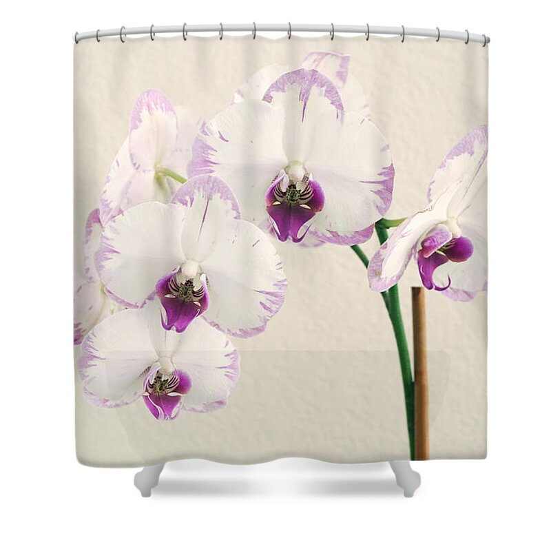 Flower Shower Curtain featuring the photograph Orchid #1 by Masha Batkova