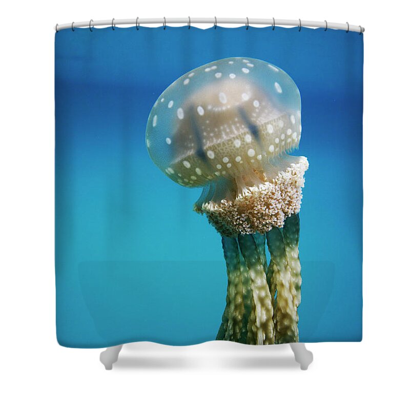 Mp Shower Curtain featuring the photograph Papuan Jellyfish #1 by Hiroya Minakuchi