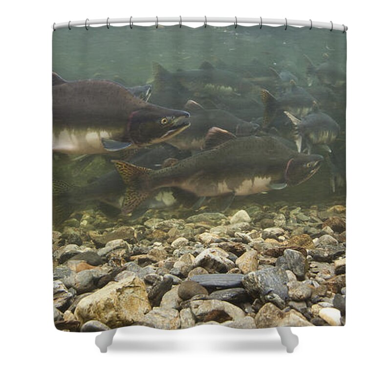 Mp Shower Curtain featuring the photograph Pink Salmon Oncorhynchus Gorbuscha #1 by Matthias Breiter