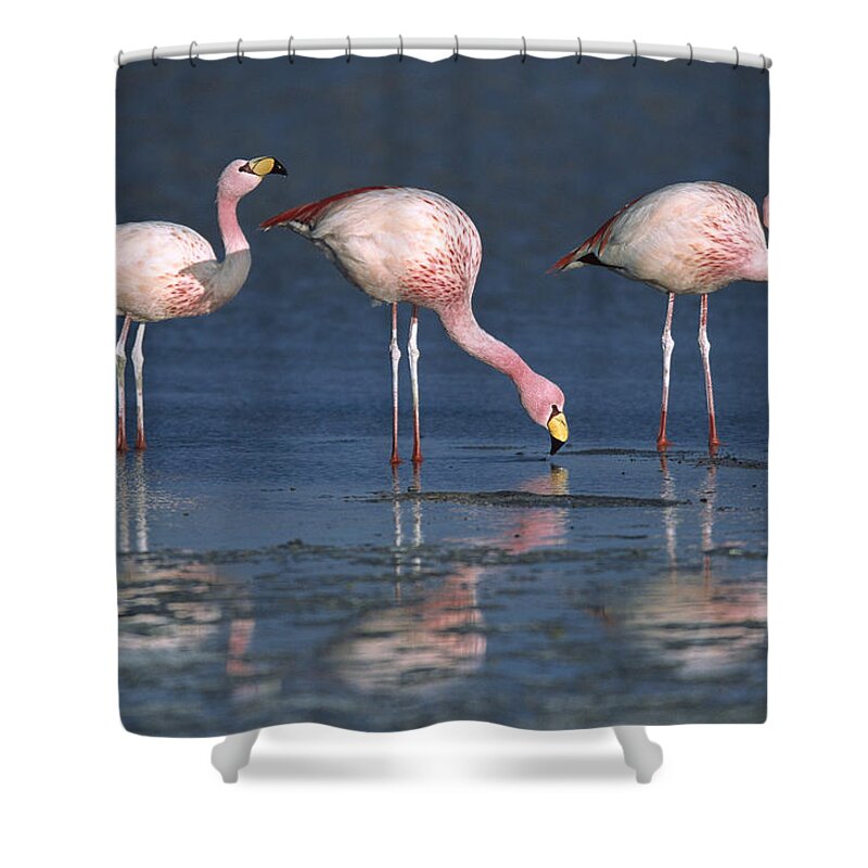Mp Shower Curtain featuring the photograph Puna Flamingo Phoenicopterus Jamesi #1 by Tui De Roy