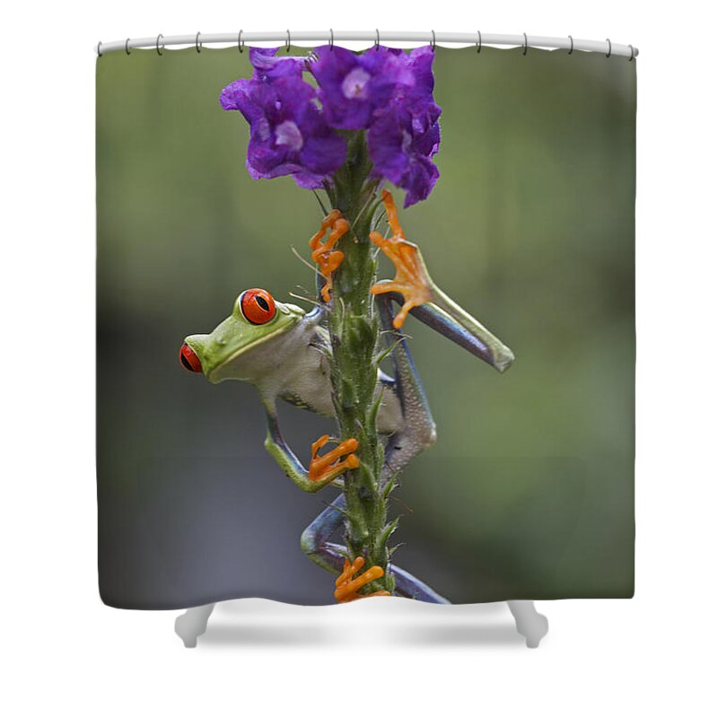 00176420 Shower Curtain featuring the photograph Red Eyed Tree Frog Climbing On Flower #1 by Tim Fitzharris