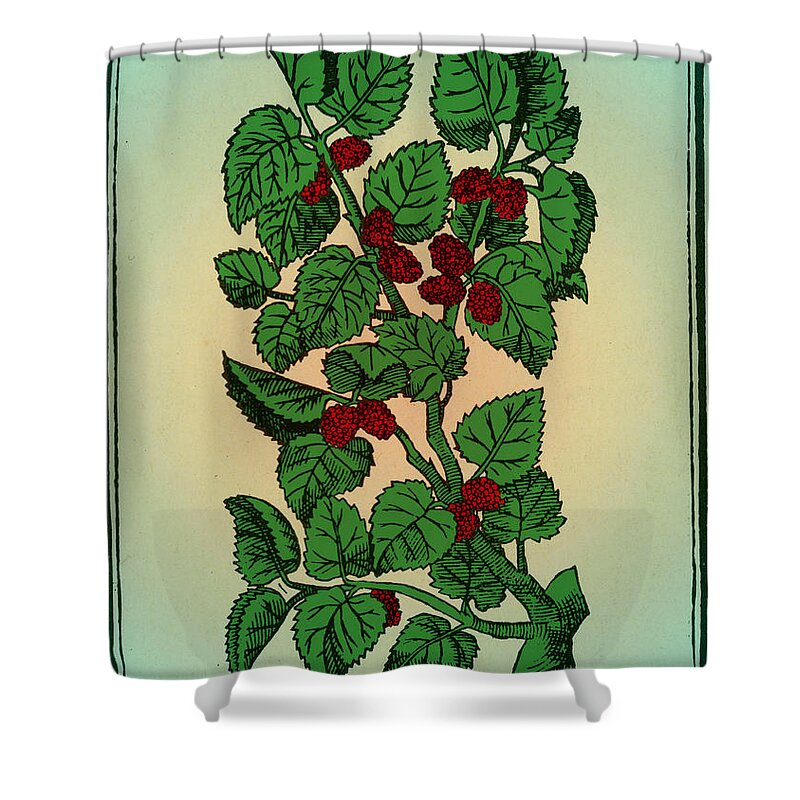 Red Mulberry Shower Curtain featuring the photograph Red Mulberry #3 by Science Source