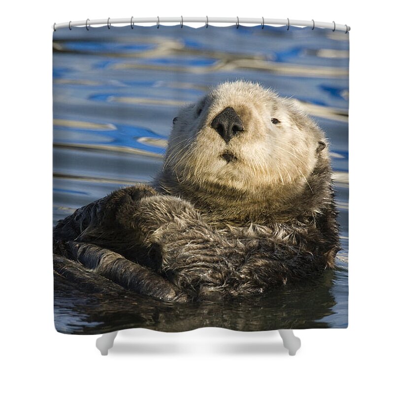 00429662 Shower Curtain featuring the photograph Sea Otter Elkhorn Slough Monterey Bay #1 by Sebastian Kennerknecht