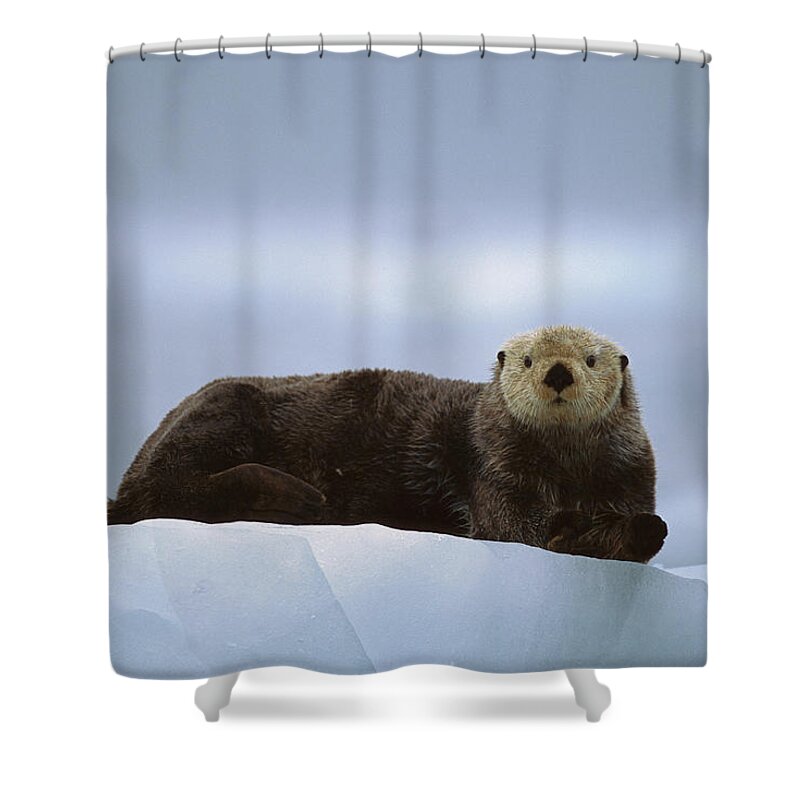 Mp Shower Curtain featuring the photograph Sea Otter Enhydra Lutris Male Hauled #1 by Suzi Eszterhas