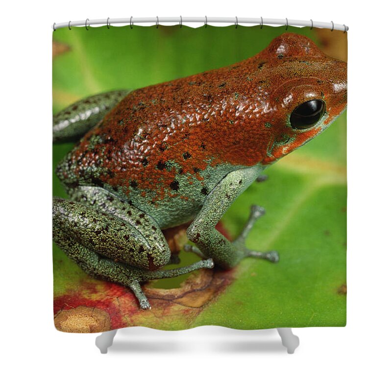 Mp Shower Curtain featuring the photograph Strawberry Poison Dart Frog Dendrobates #1 by Mark Moffett