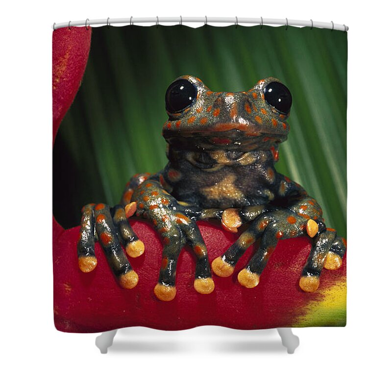 Mp Shower Curtain featuring the photograph Strawberry Tree Frog Hyla Pantosticta #1 by Pete Oxford