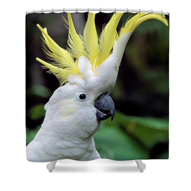 00785496 Shower Curtain featuring the photograph Sulphur-crested Cockatoo Cacatua by Thomas Marent