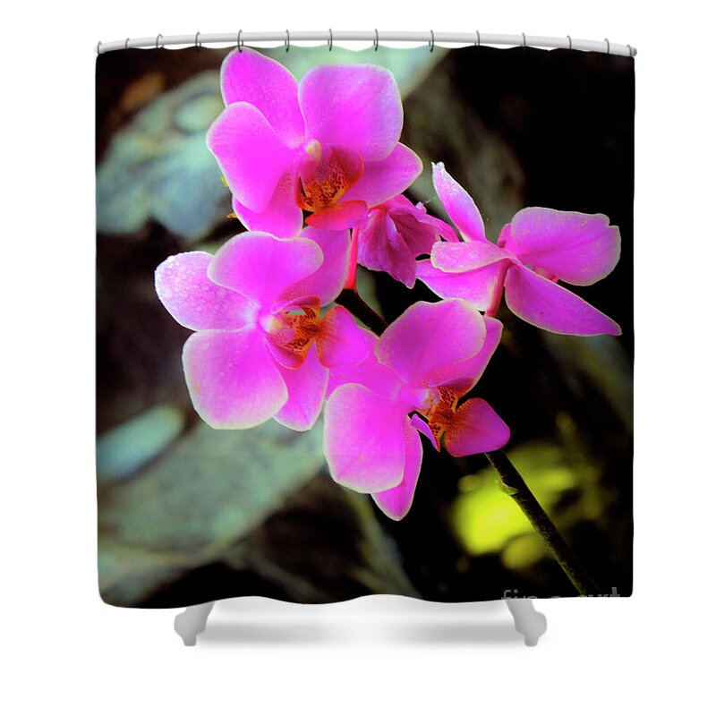 Orchids Shower Curtain featuring the photograph The Beauty of Orchids two #1 by Ken Frischkorn