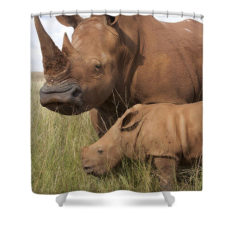 Mp Shower Curtain featuring the photograph White Rhinoceros Ceratotherium Simum #1 by Matthias Breiter
