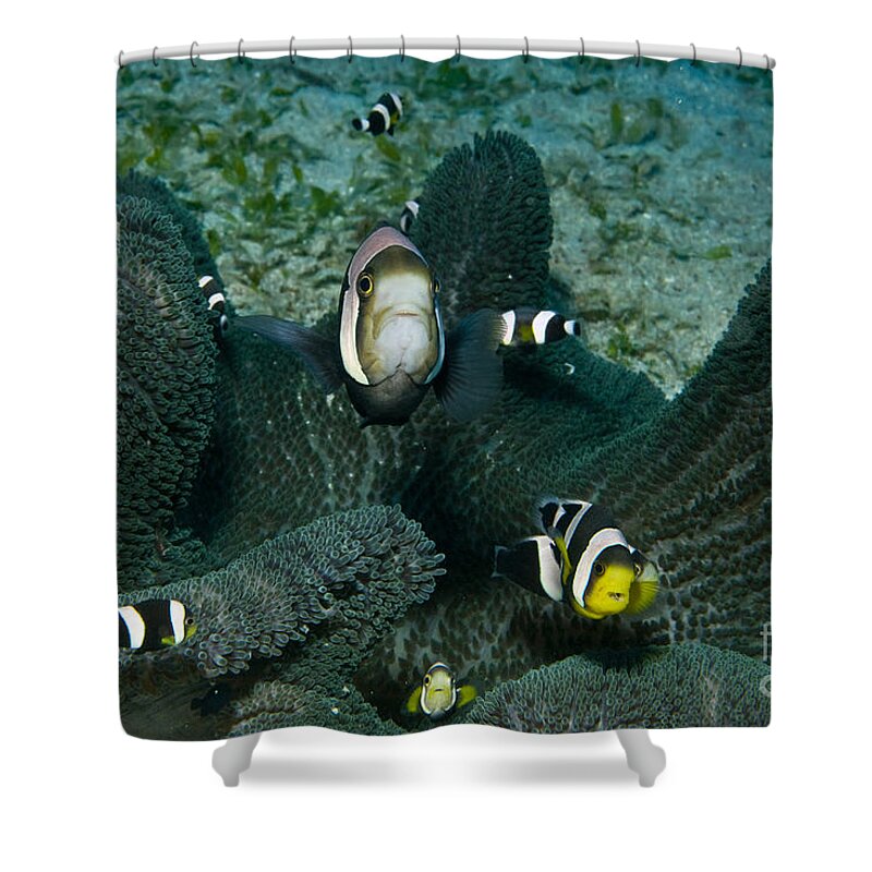 Anemone Shower Curtain featuring the photograph Whole Family Of Clownfish In Dark Grey #1 by Mathieu Meur