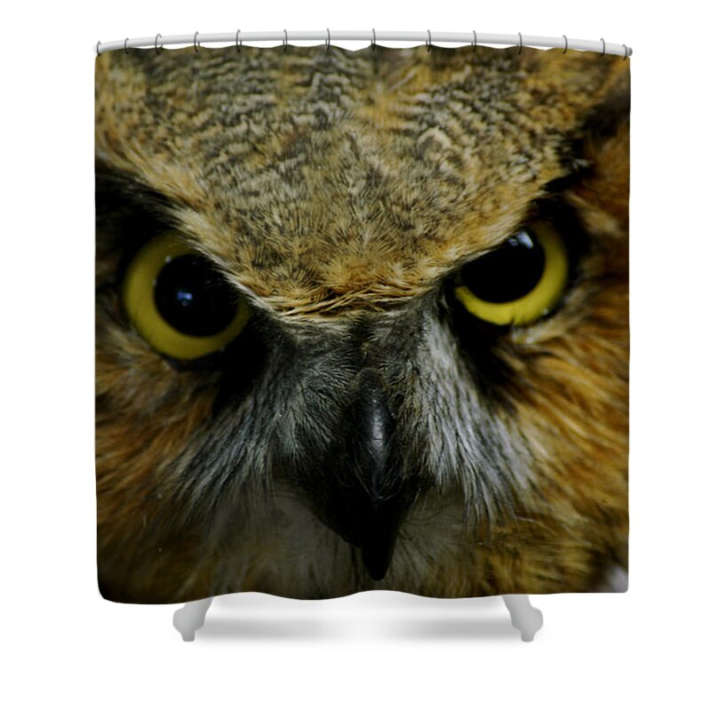  Usa Shower Curtain featuring the photograph Wise Old Owl #1 by LeeAnn McLaneGoetz McLaneGoetzStudioLLCcom