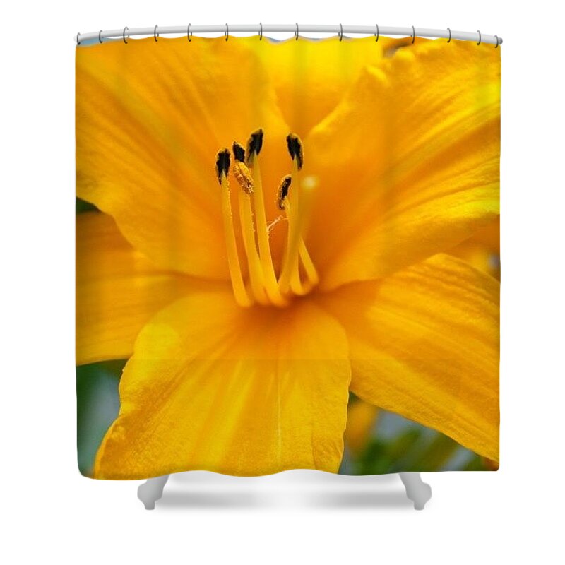 Lilly Shower Curtain featuring the photograph Lilly Up by Justin Connor