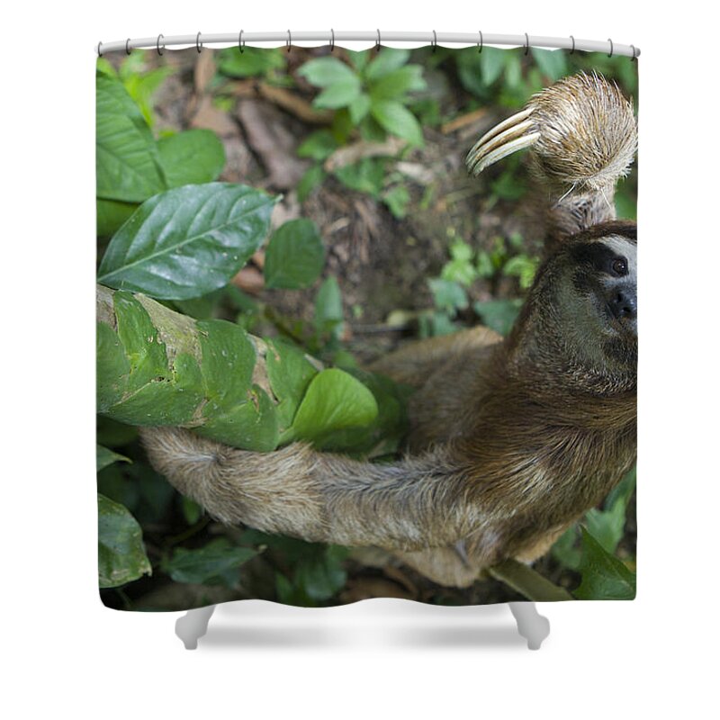 Mp Shower Curtain featuring the photograph Brown-throated Three-toed Sloth by Suzi Eszterhas