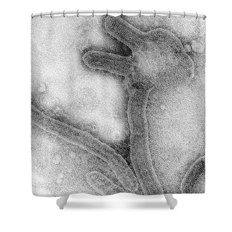 Marburg Shower Curtain featuring the photograph Marburg Virus, Tem #10 by Science Source
