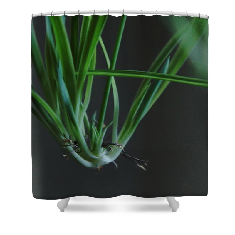  Shower Curtain featuring the photograph My room up close 1 #15 by Myron Belfast