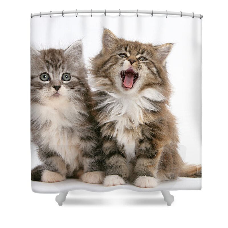 Animal Shower Curtain featuring the photograph Maine Coon Kittens #16 by Mark Taylor