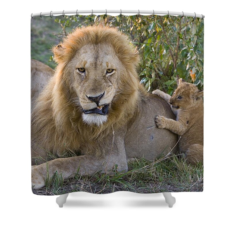 00761280 Shower Curtain featuring the photograph African Lion Cub Playing With Adult #2 by Suzi Eszterhas