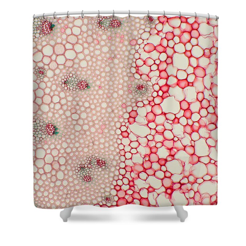 Science Shower Curtain featuring the photograph Butchers Broom Stem #2 by Ted Kinsman