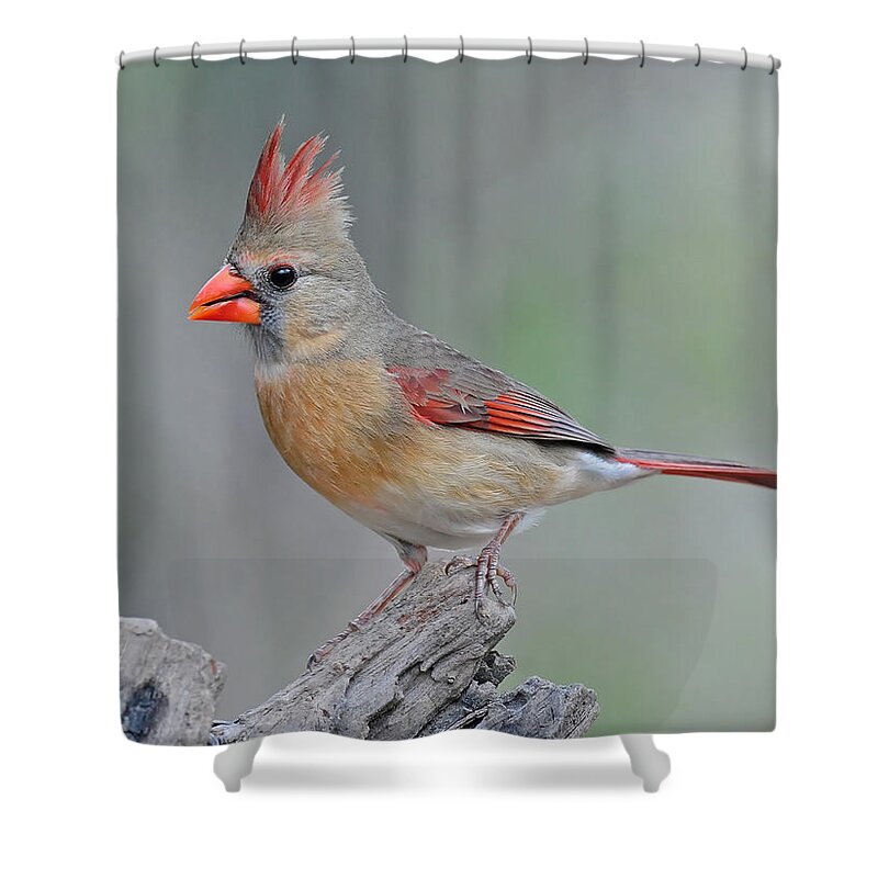 Cardinal Shower Curtain featuring the photograph Female Cardinal #2 by Dave Mills