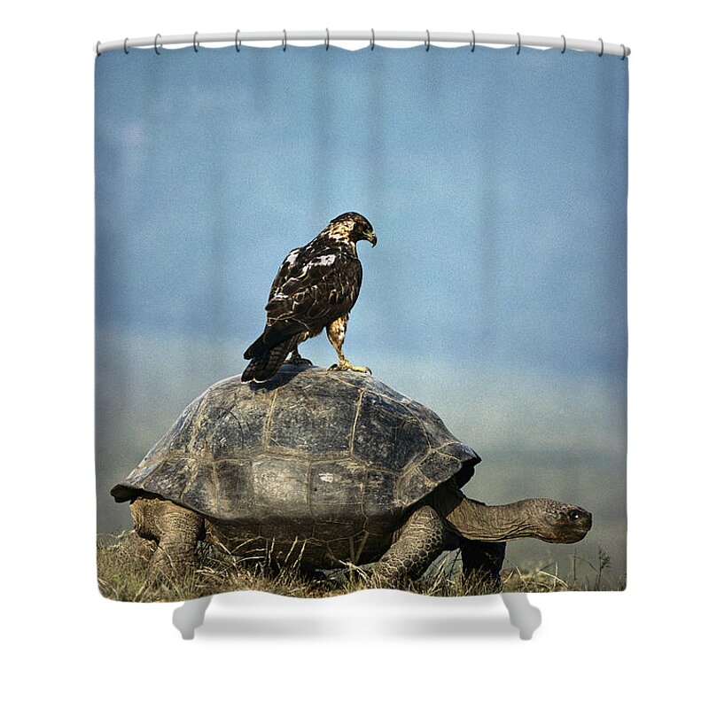 00141014 Shower Curtain featuring the photograph Galapagos Hawk Buteo Galapagoensis #4 by Tui De Roy