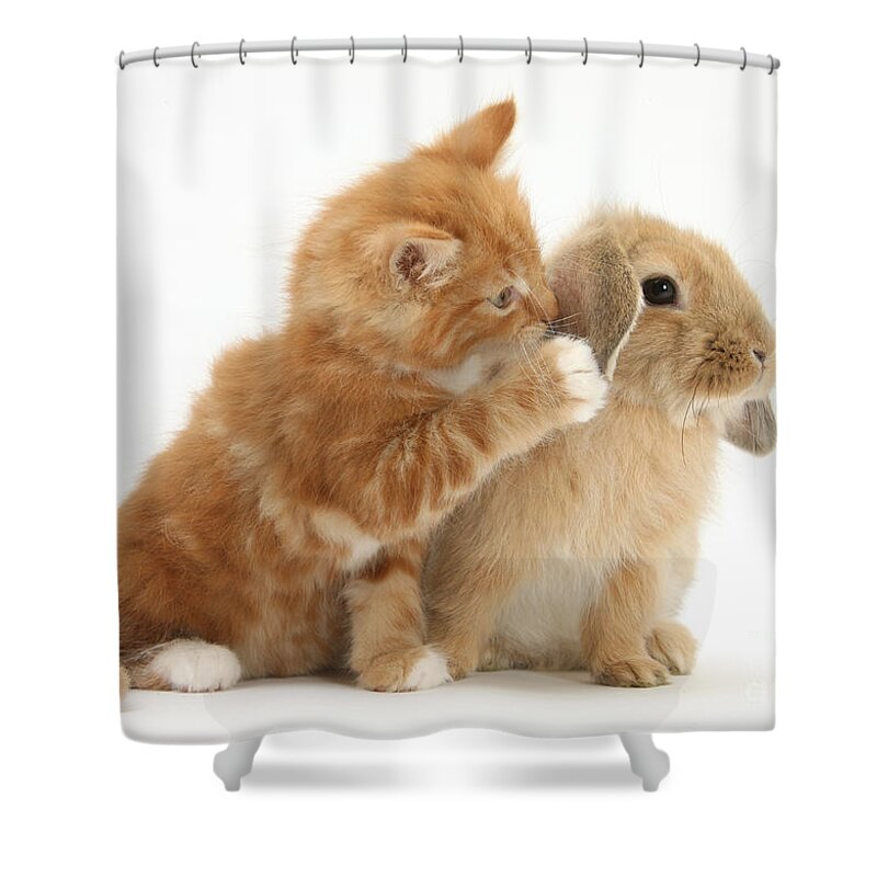 Nature Shower Curtain featuring the Ginger Kitten And Young Sandy Lop Rabbit #2 by Mark Taylor