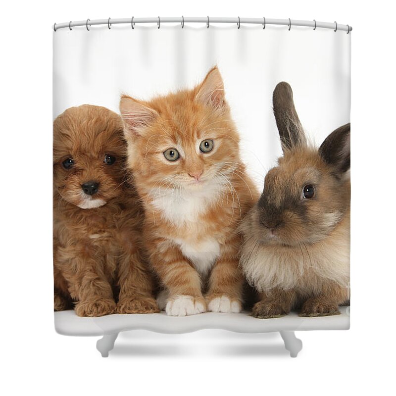 Nature Shower Curtain featuring the photograph Ginger Kitten With Cavapoo Pup #2 by Mark Taylor
