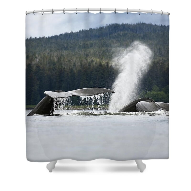 Mp Shower Curtain featuring the photograph Humpback Whale Megaptera Novaeangliae #2 by Konrad Wothe