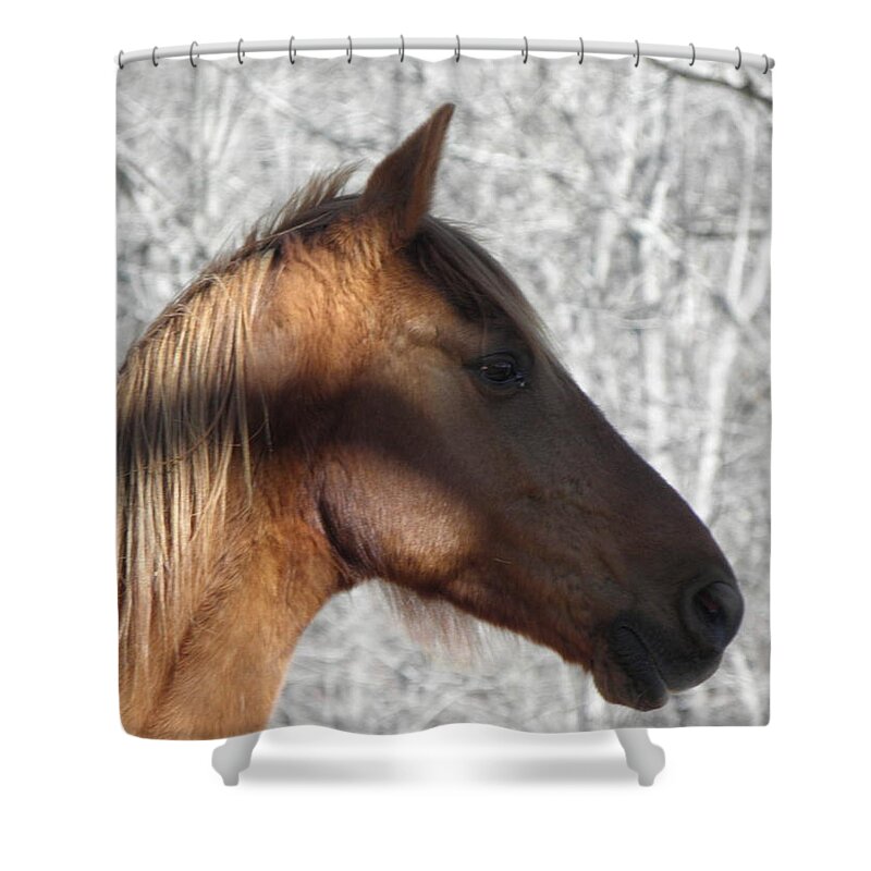 Horse Shower Curtain featuring the photograph Like My Profile by Kim Galluzzo Wozniak