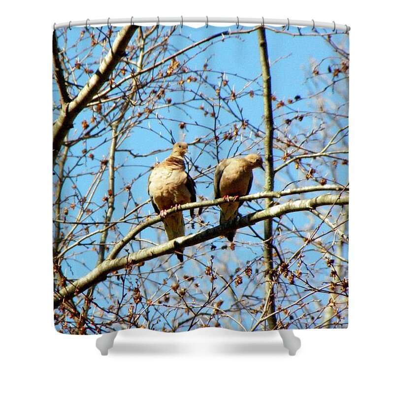 Morning Doves Shower Curtain featuring the photograph 2 Not Turtle Doves by Kim Galluzzo