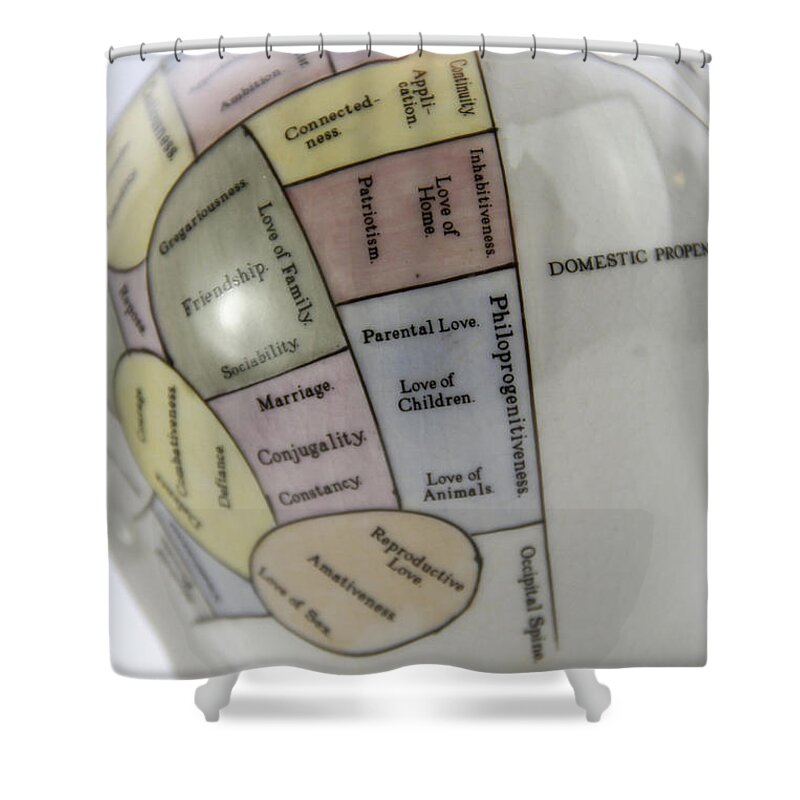 Brain Shower Curtain featuring the photograph Phrenological Model #2 by Photo Researchers, Inc.