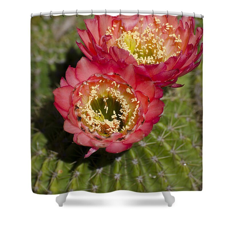 Cactus Shower Curtain featuring the photograph Red cactus flowers #2 by Jim And Emily Bush