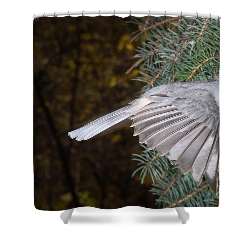 Tufted Titmouse Shower Curtain featuring the photograph Tufted Titmouse In Flight #2 by Ted Kinsman