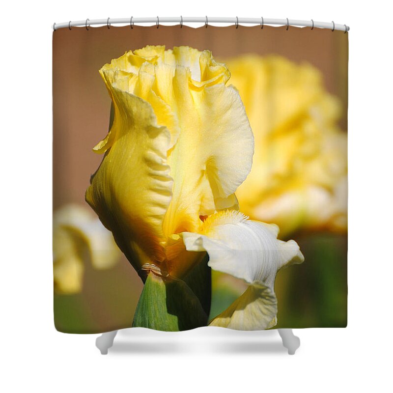 Beautiful Iris Shower Curtain featuring the photograph Yellow and White Iris by Jai Johnson