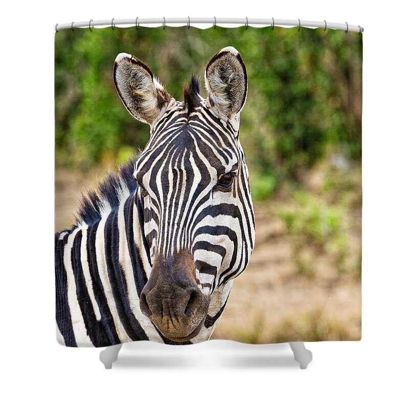 Zebras Shower Curtain featuring the photograph Zebras in the Masai Mara #3 by Perla Copernik