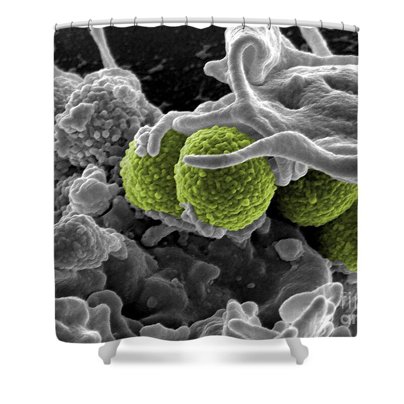 Microbiology Shower Curtain featuring the photograph Methicillin-resistant Staphylococcus by Science Source