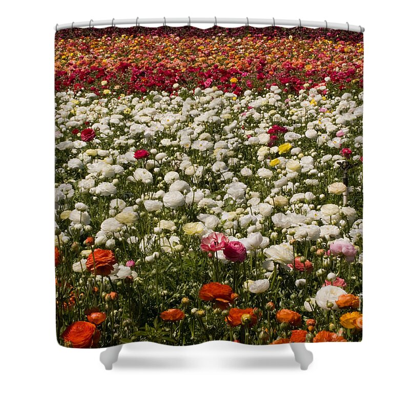 Flowers Shower Curtain featuring the photograph Flower Fields #28 by Daniel Knighton