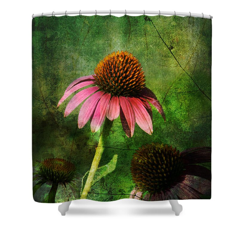 Coneflower Shower Curtain featuring the photograph 3 Amigos Echinacea Coneflower Grunge Art by Kathy Clark