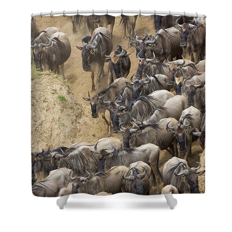 Mp Shower Curtain featuring the photograph Blue Wildebeest Connochaetes Taurinus #3 by Suzi Eszterhas